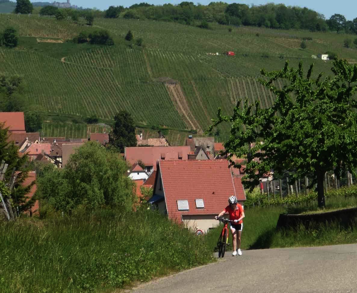 la côte de Riquewhir.jpg