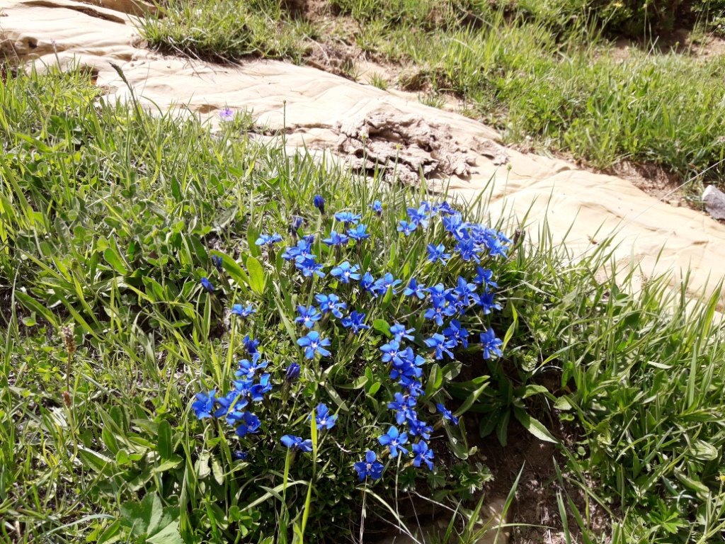 Gentiane bleue
