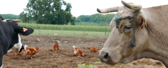 un paysan arrive en vélo et nous parle de sa ferme