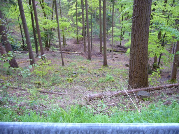 Vue sur la forêt du bord de la route