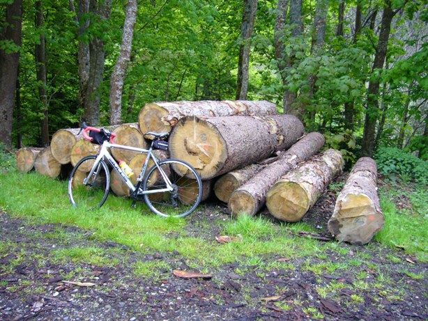 Mes troncs d'arbres préférés