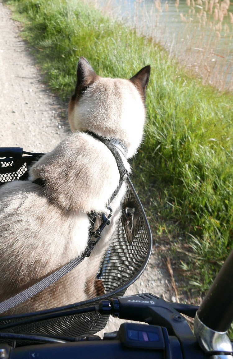 compagnon de voyage