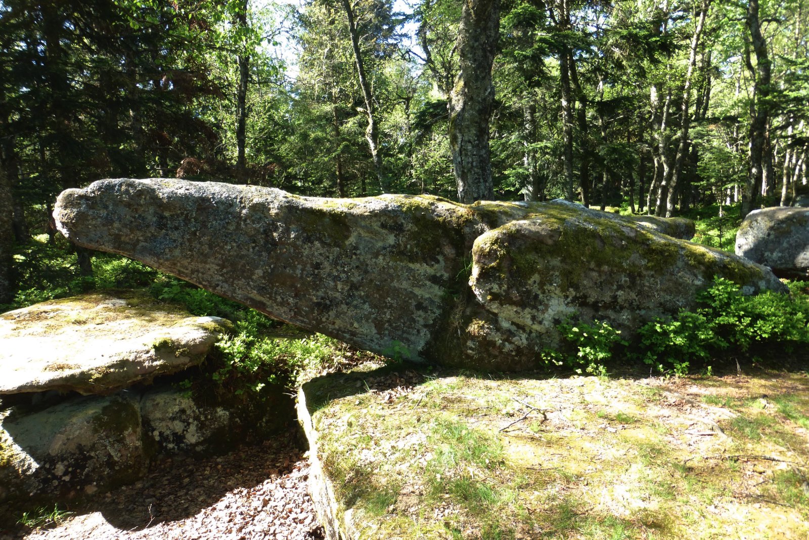 un reptile du Taennchel.jpg