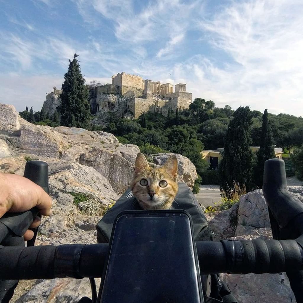 The travelling cat