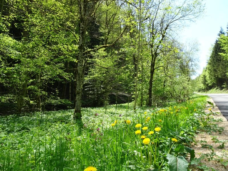 Ambiance dans la vallée de la Lucelle (1)
