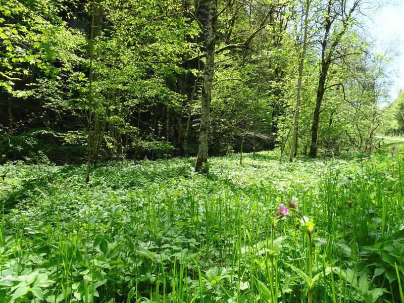 Ambiance dans la vallée de la Lucelle (2)