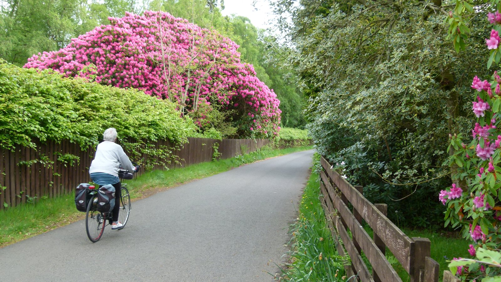 P319 East Loch Lomond.JPG