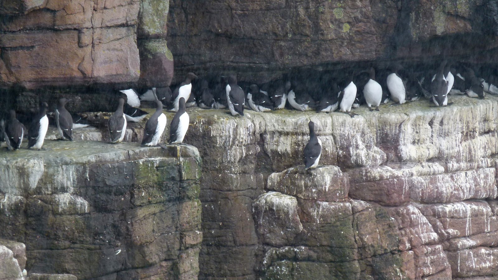 P594 Guillemots.JPG