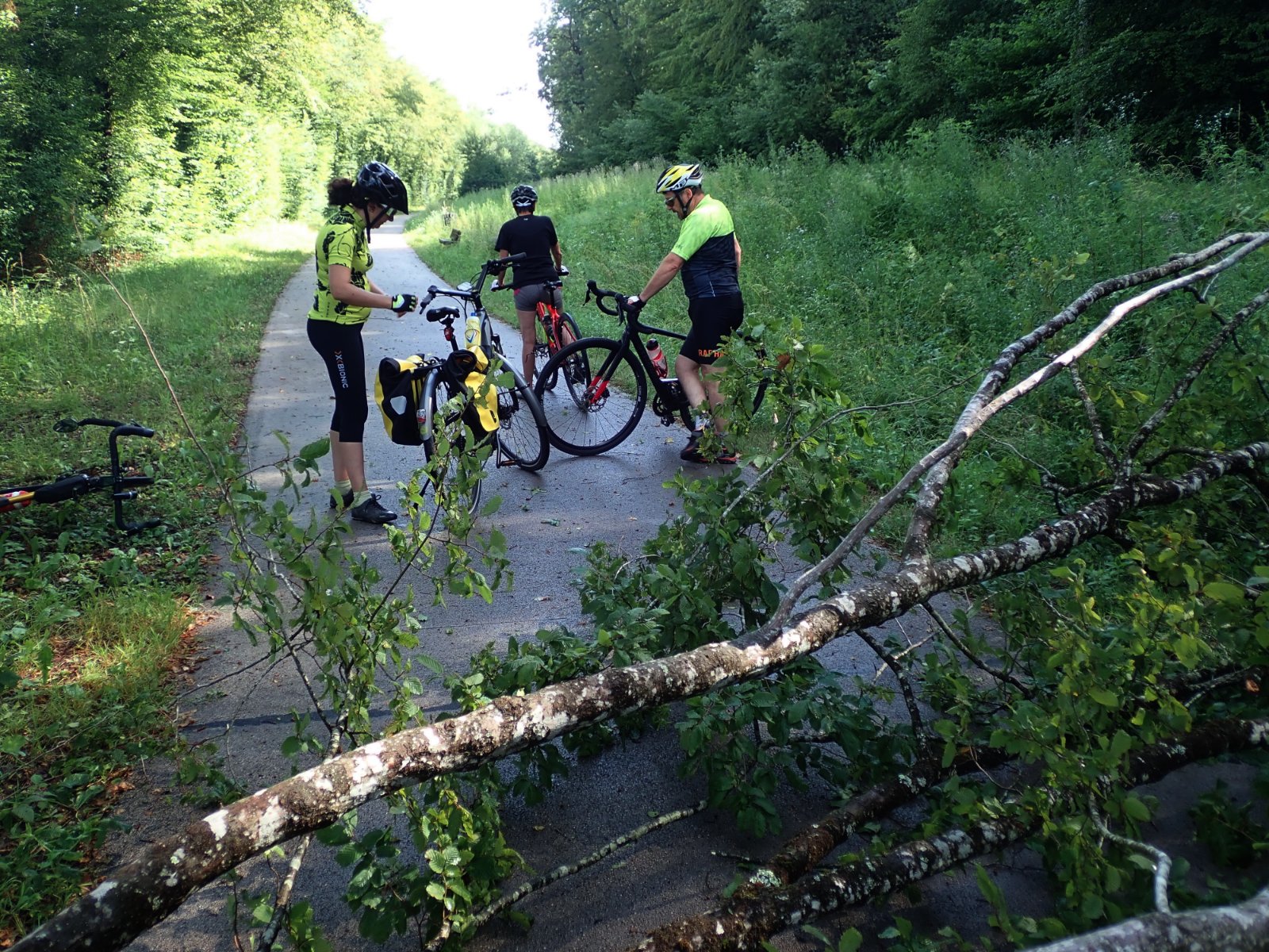 chute d'arbres.jpg