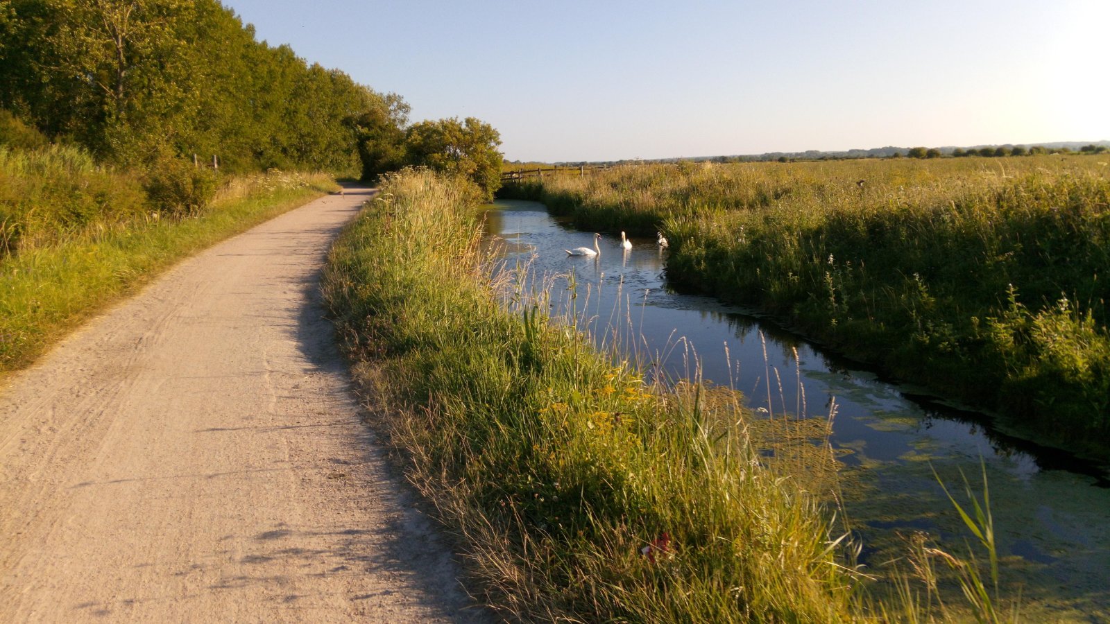 La véloroute serpente dans les marais en compagnie des cygnes