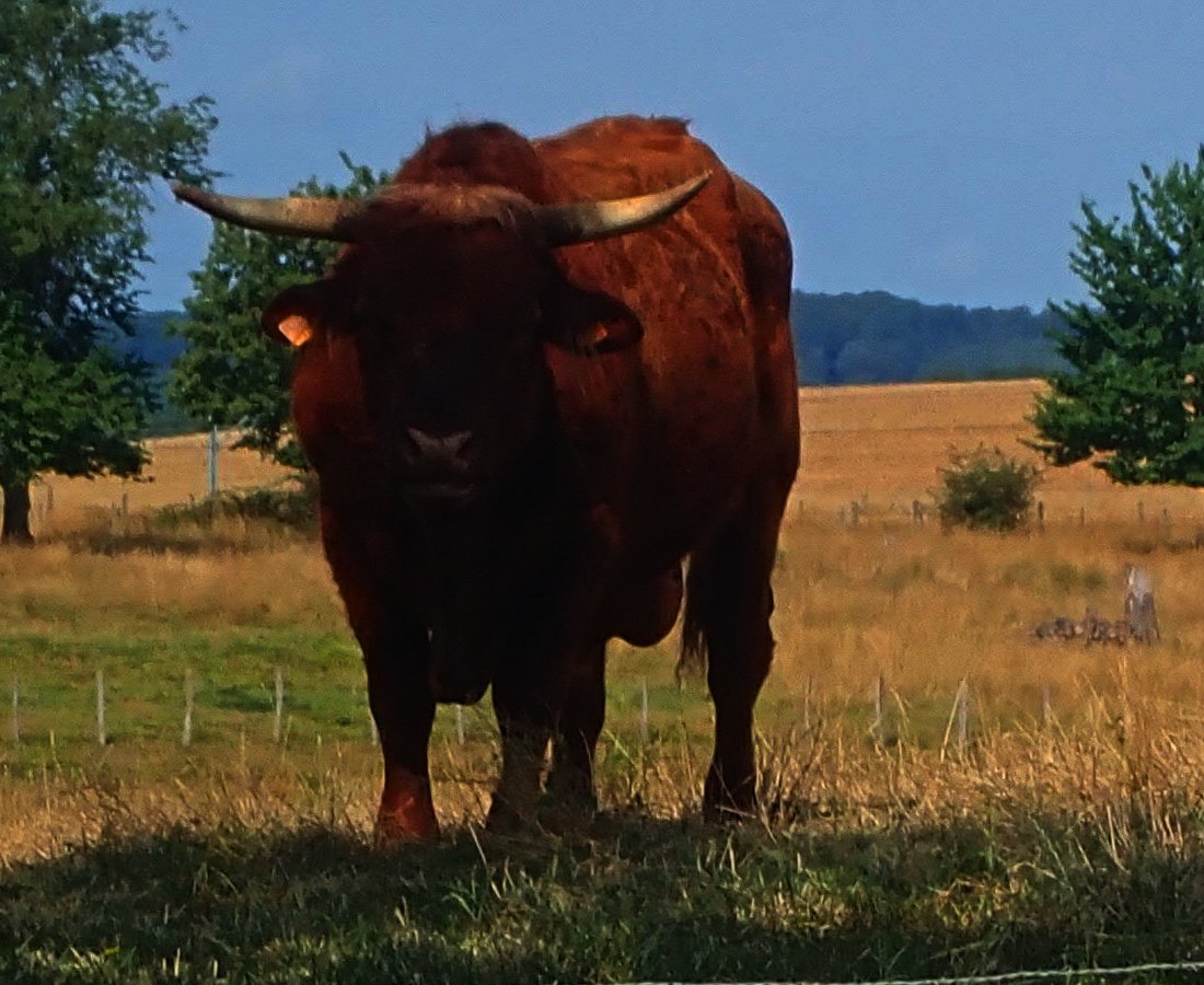 un Aubrac en exil.jpg