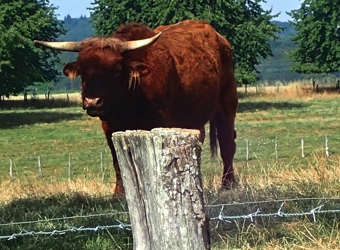 Aubrac pas très sympathique.jpg