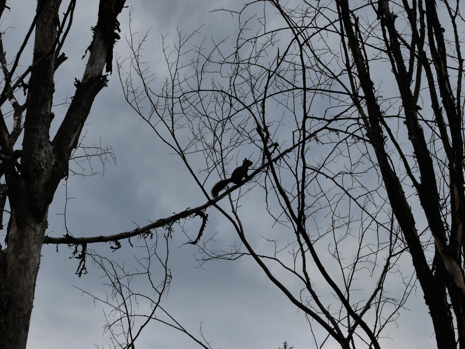 P1001242 bis.jpg