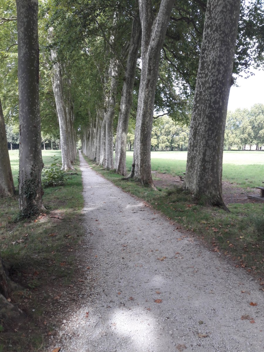 Allée de platanes au Seuil de Naurouze f.jpg