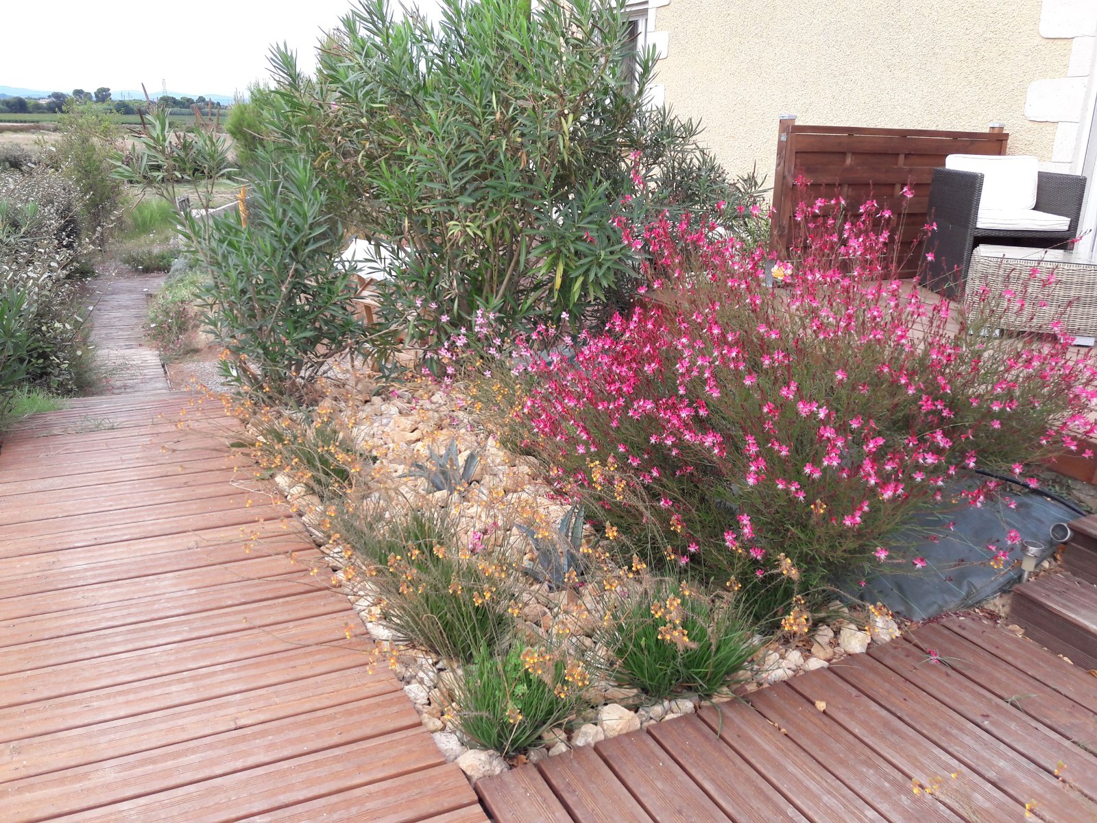 Fleurs au Lingot d'Oc f.jpg