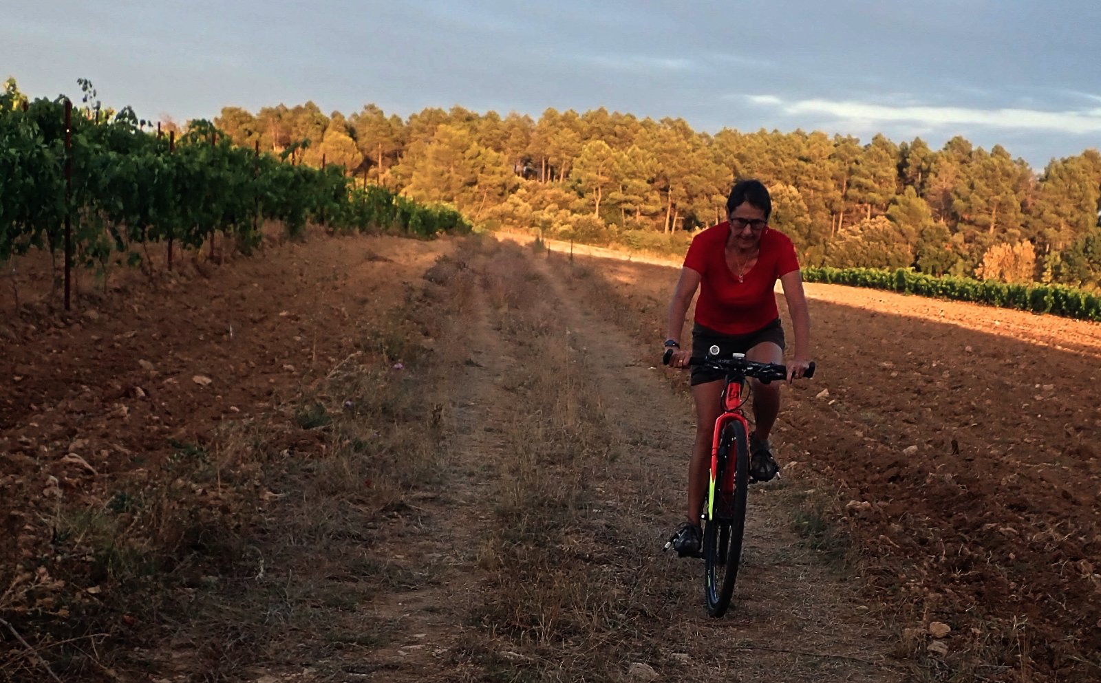 la vigne de Requieu.jpg