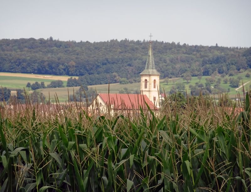 A l'abri des champs de mais... Oltingue