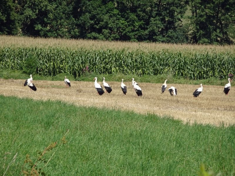 Les cigognes cassent la croûte...