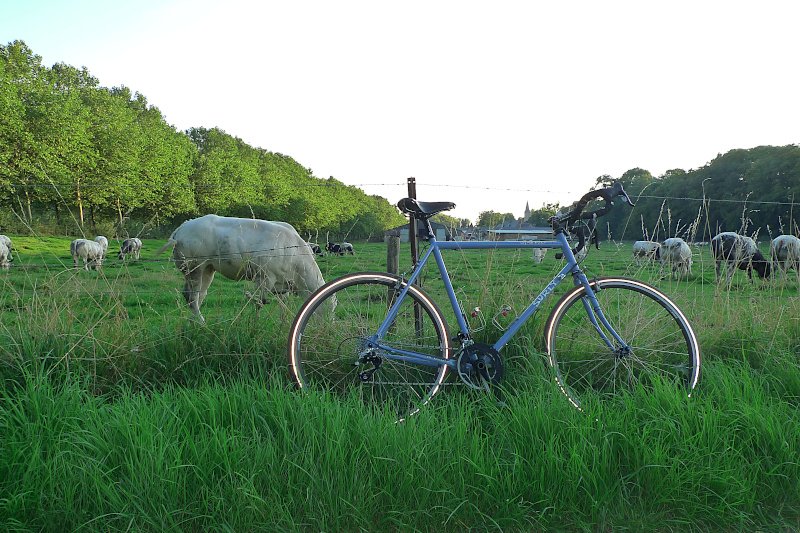 surly3.JPG