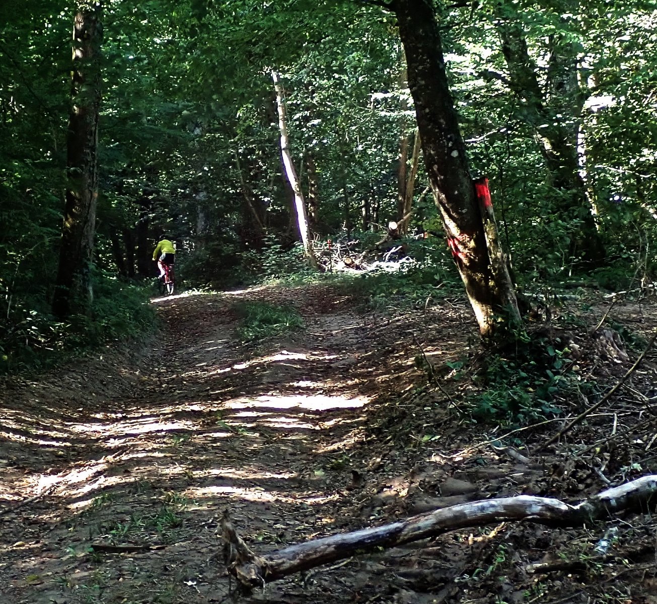 le bois de la Baronne.jpg