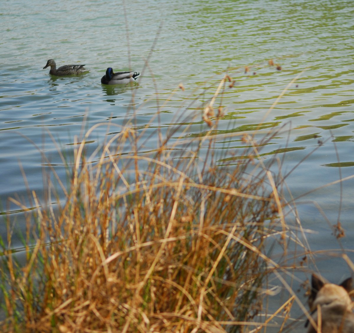Lac de Gurson