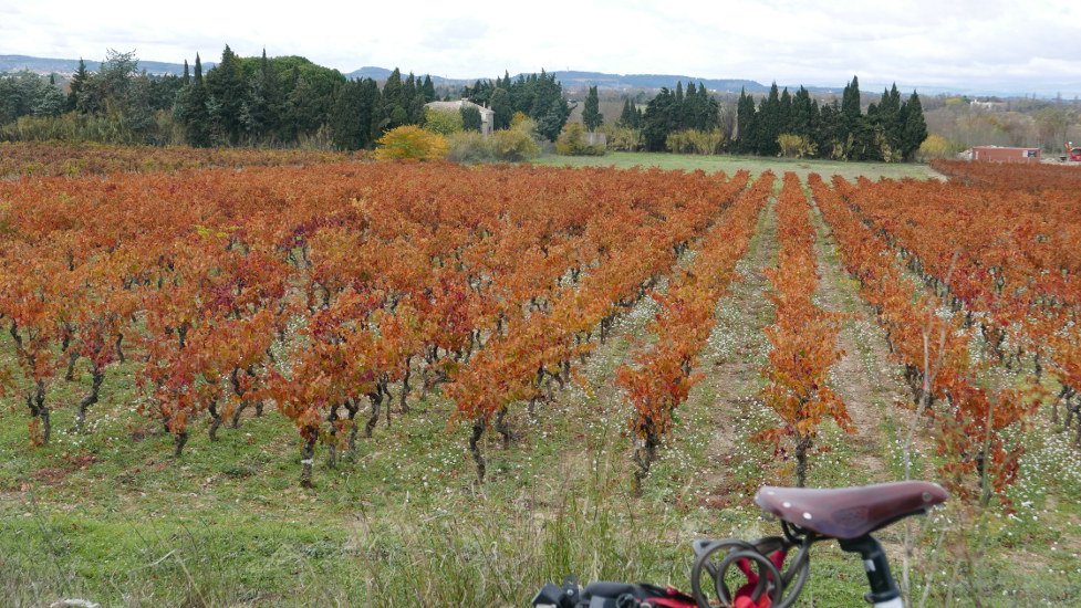 Ciel gris mais la lumière vient de la couleur des feuilles elles-mêmes.