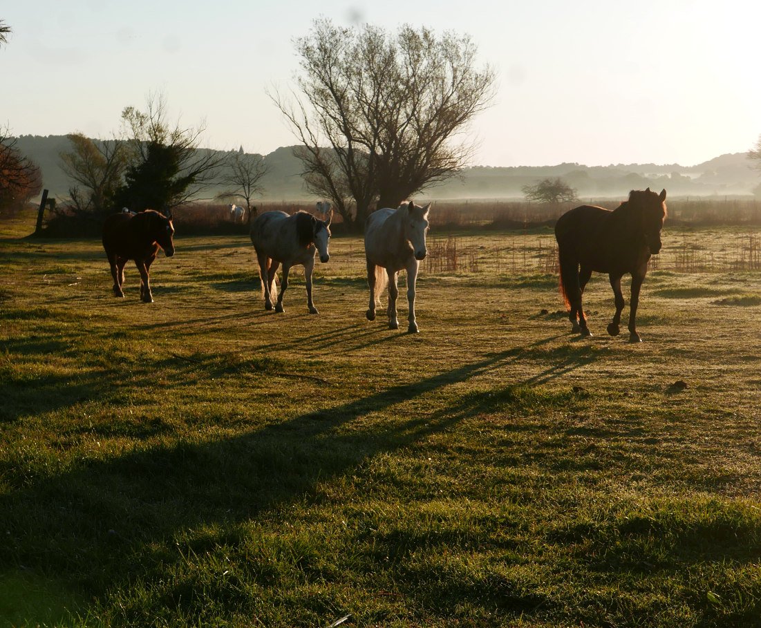 chevaux.JPG
