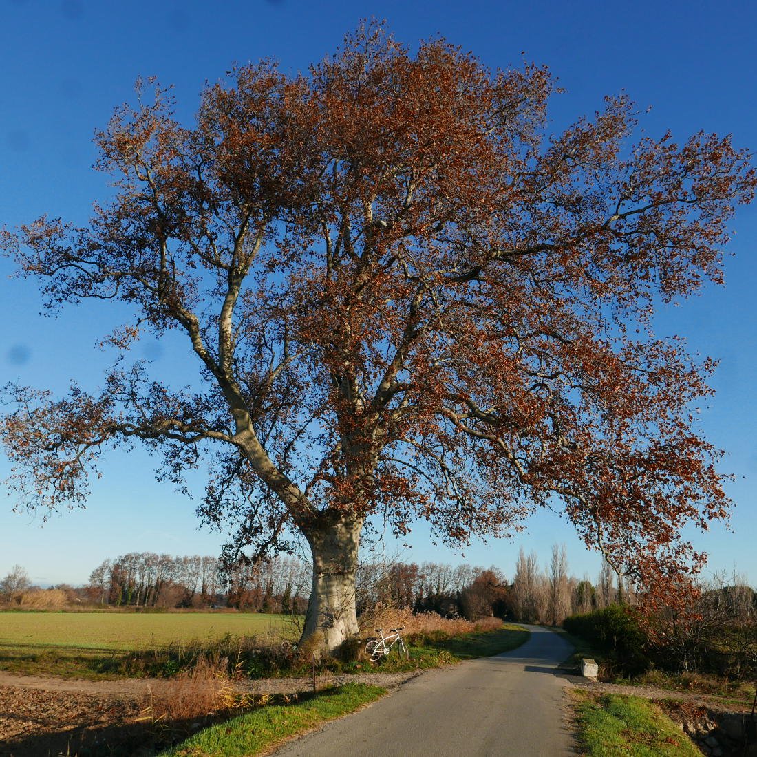 bellejournée.JPG