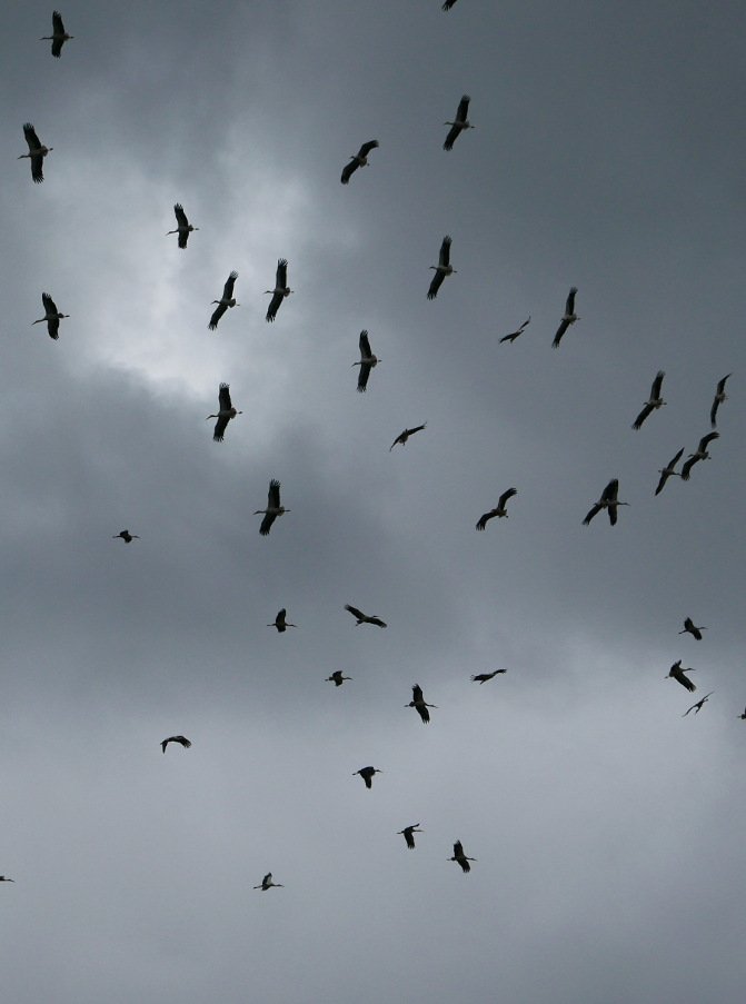 dans un ciel gris, un signe du printemps proche