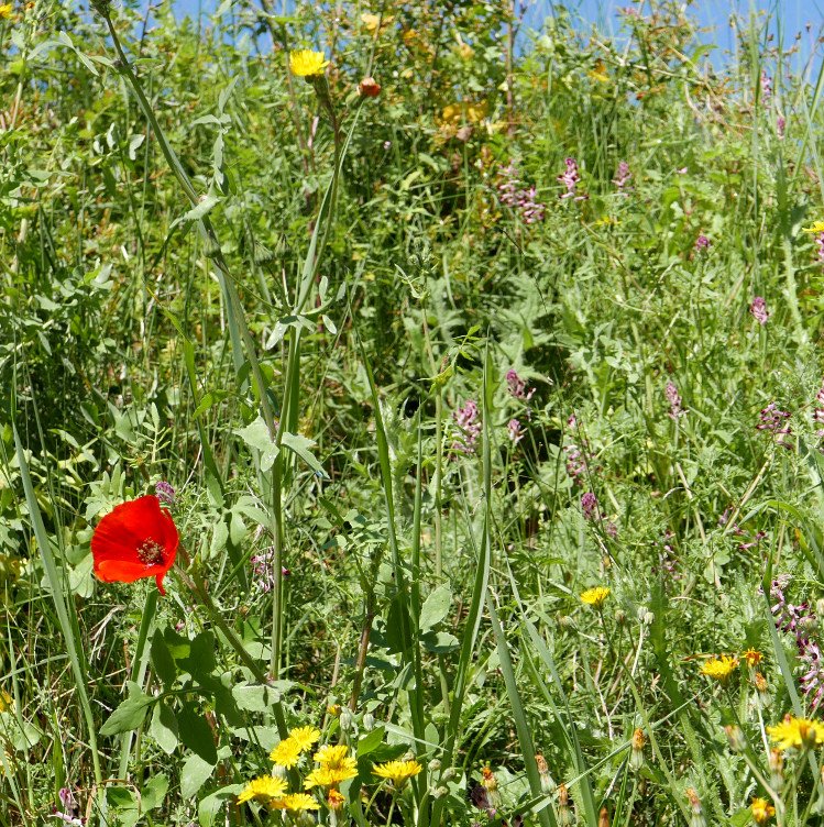 fleursgarrigue.jpg