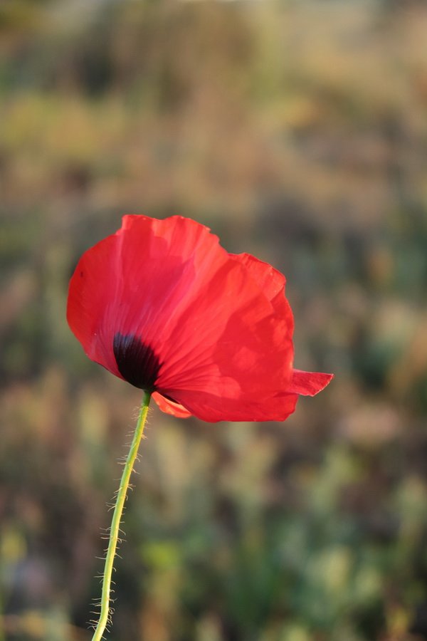 Coquelicots