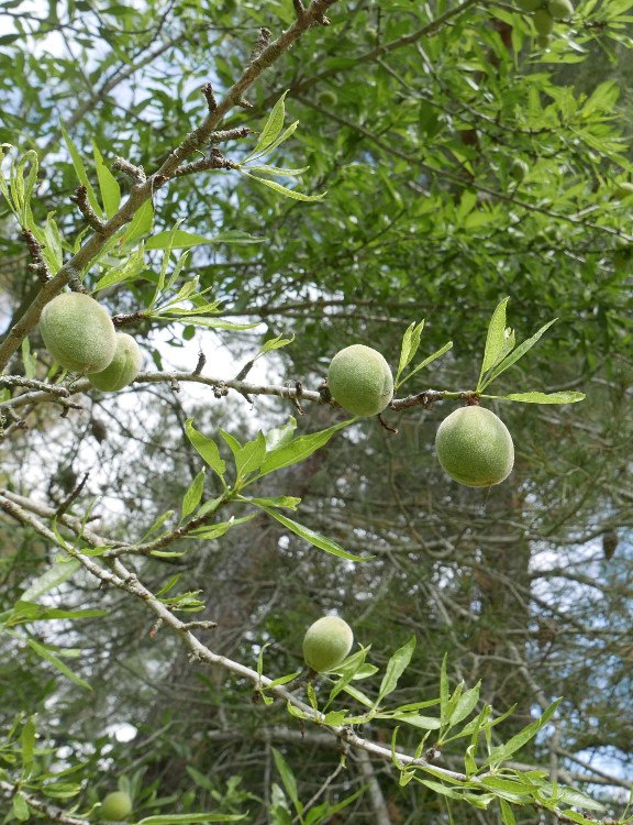 amandes.jpg