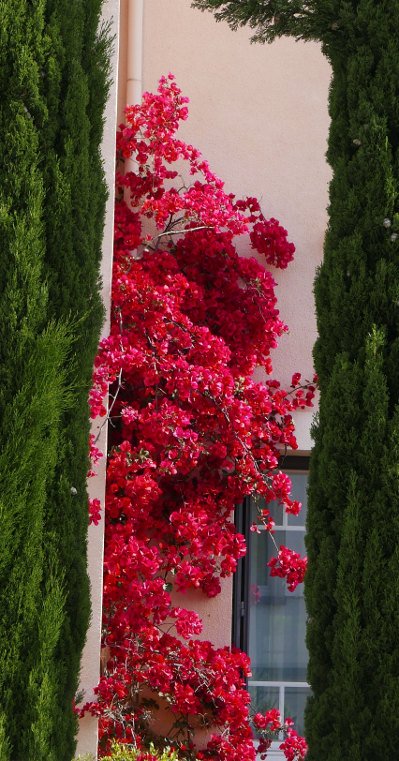 un magnifique bougainvillier en ville