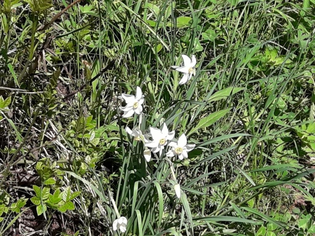Narcisses