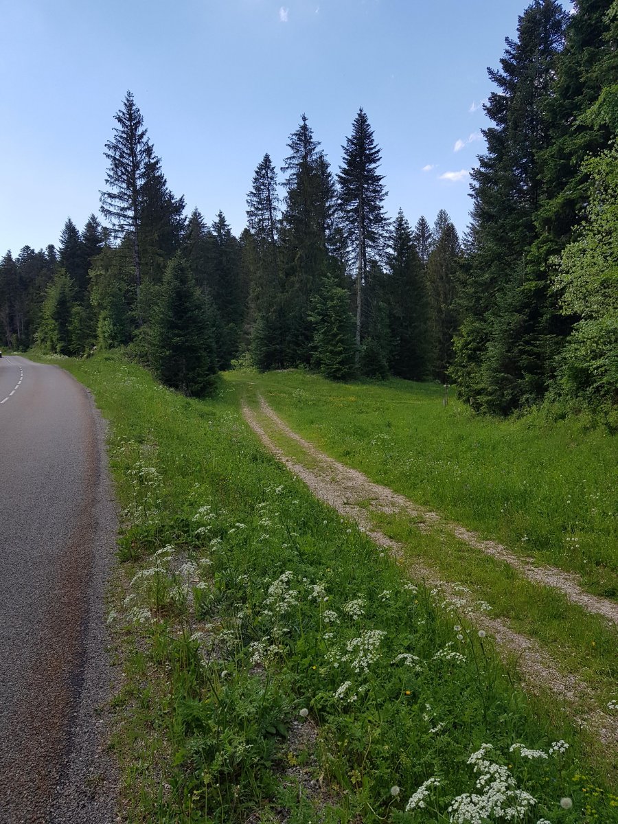 Forêt de Prénovel.jpg