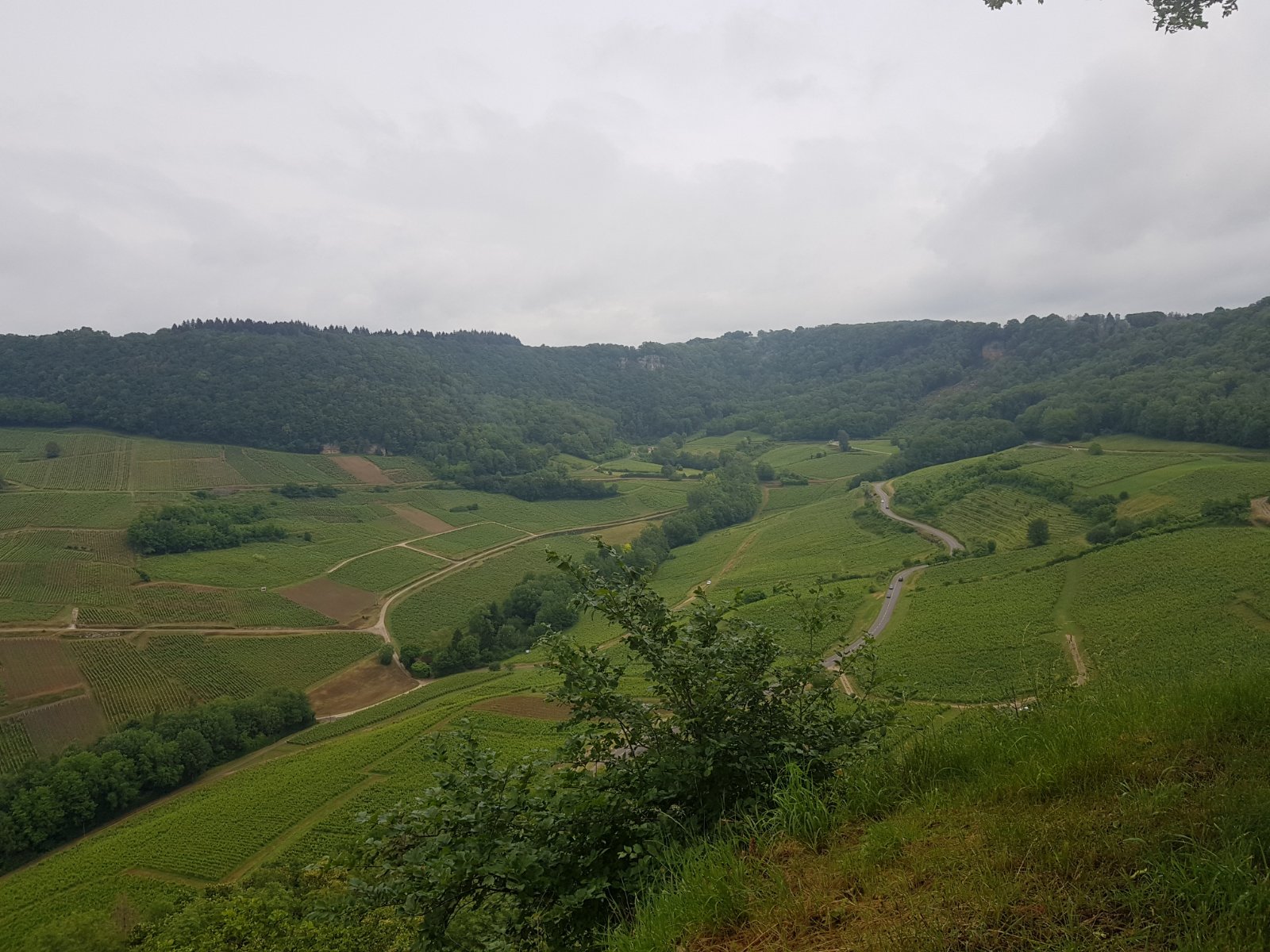 vignoble cc.jpg