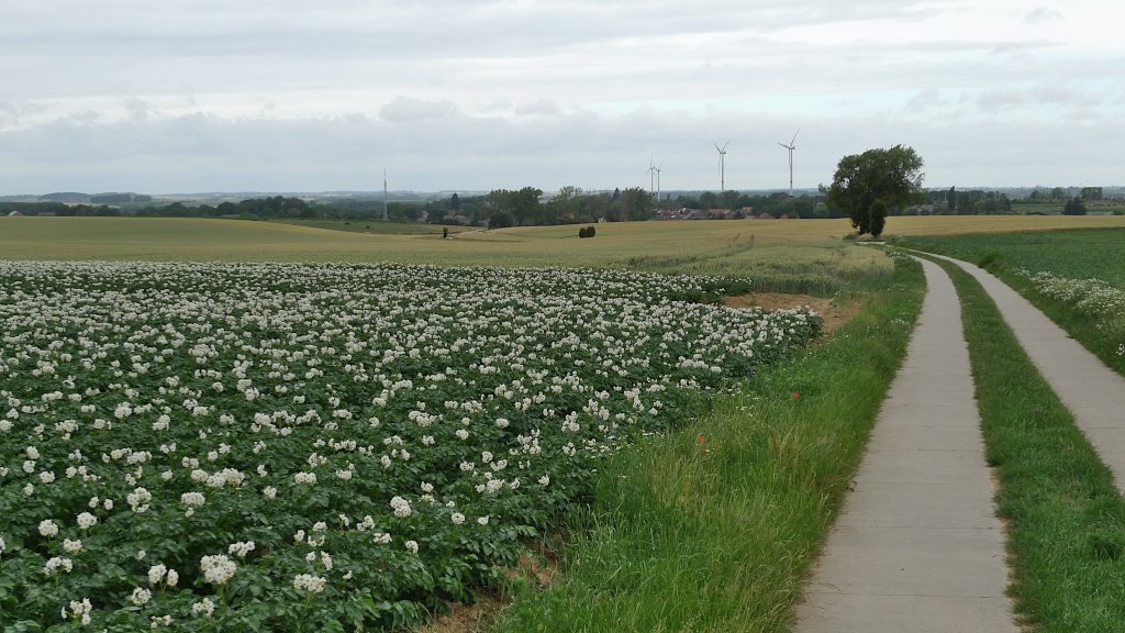 diest1.jpg