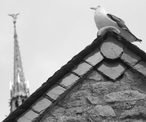 l'ange et le goéland