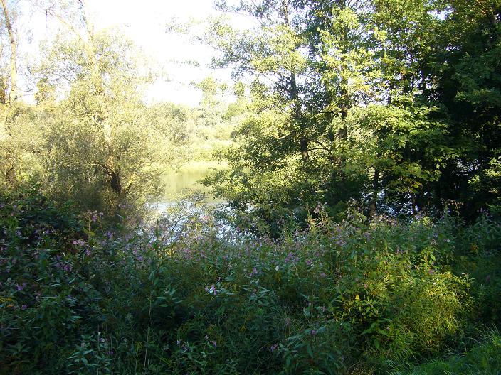 Toujours une petite vue sur le Rhin, de l'autre coté bien sur la France.<br />Quelques biches, écureuils, cygnes, cormorans, hérons cendré, etc... il y à toujours quelques chose à voir.