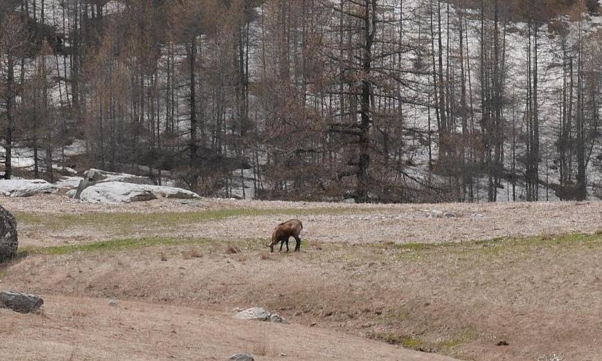 Chamois dans le Col de la Cayolle
