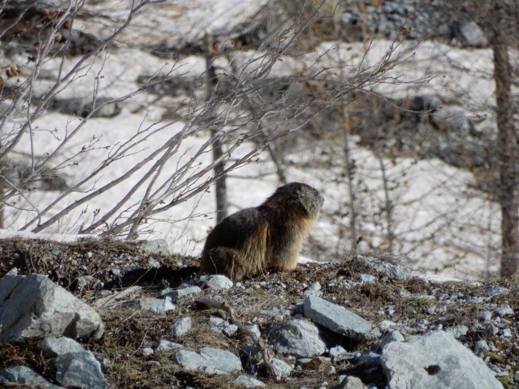 Rencontre premières marmottes de la saison.