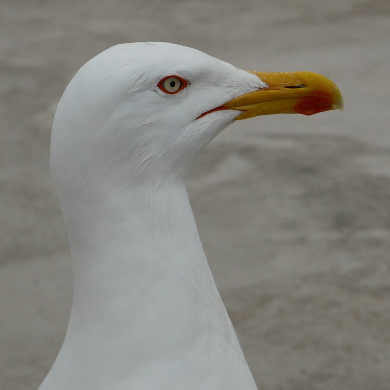 goeland.JPG