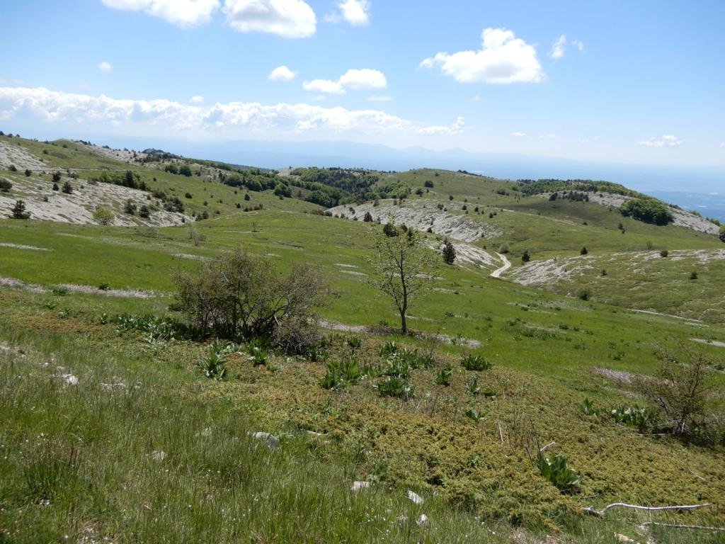 Alpages de Lure
