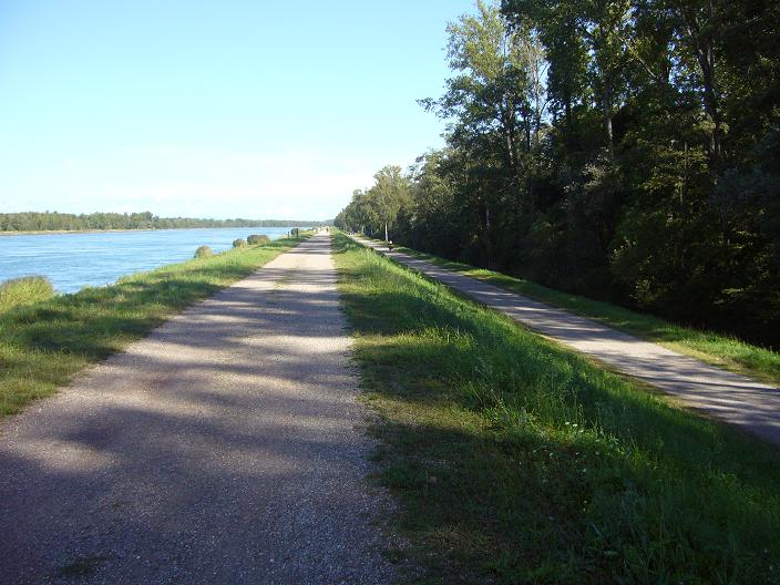 Après Breisach il y à même deux pistes cyclable une sur la digue et l'autre plus basse bordé d'un petit bras du Rhin et plein de petits étangs le bonheur des pêcheurs .