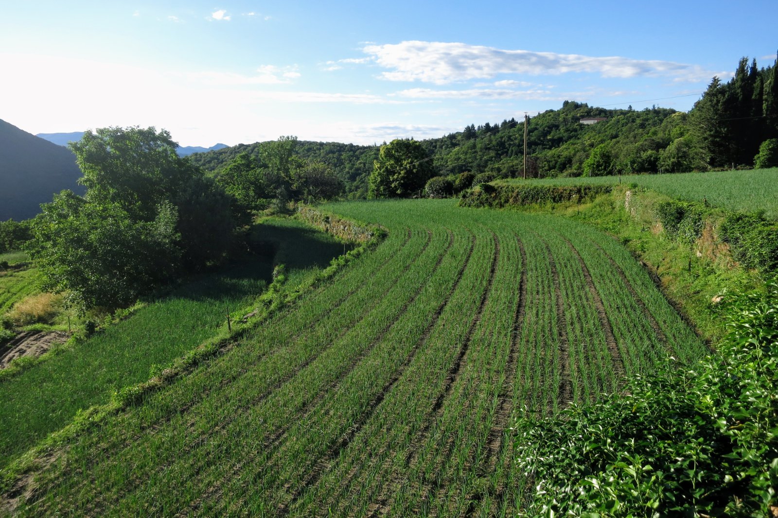 Terrasse où est cultivé l'oignon jaune des Cévennes (AOP).