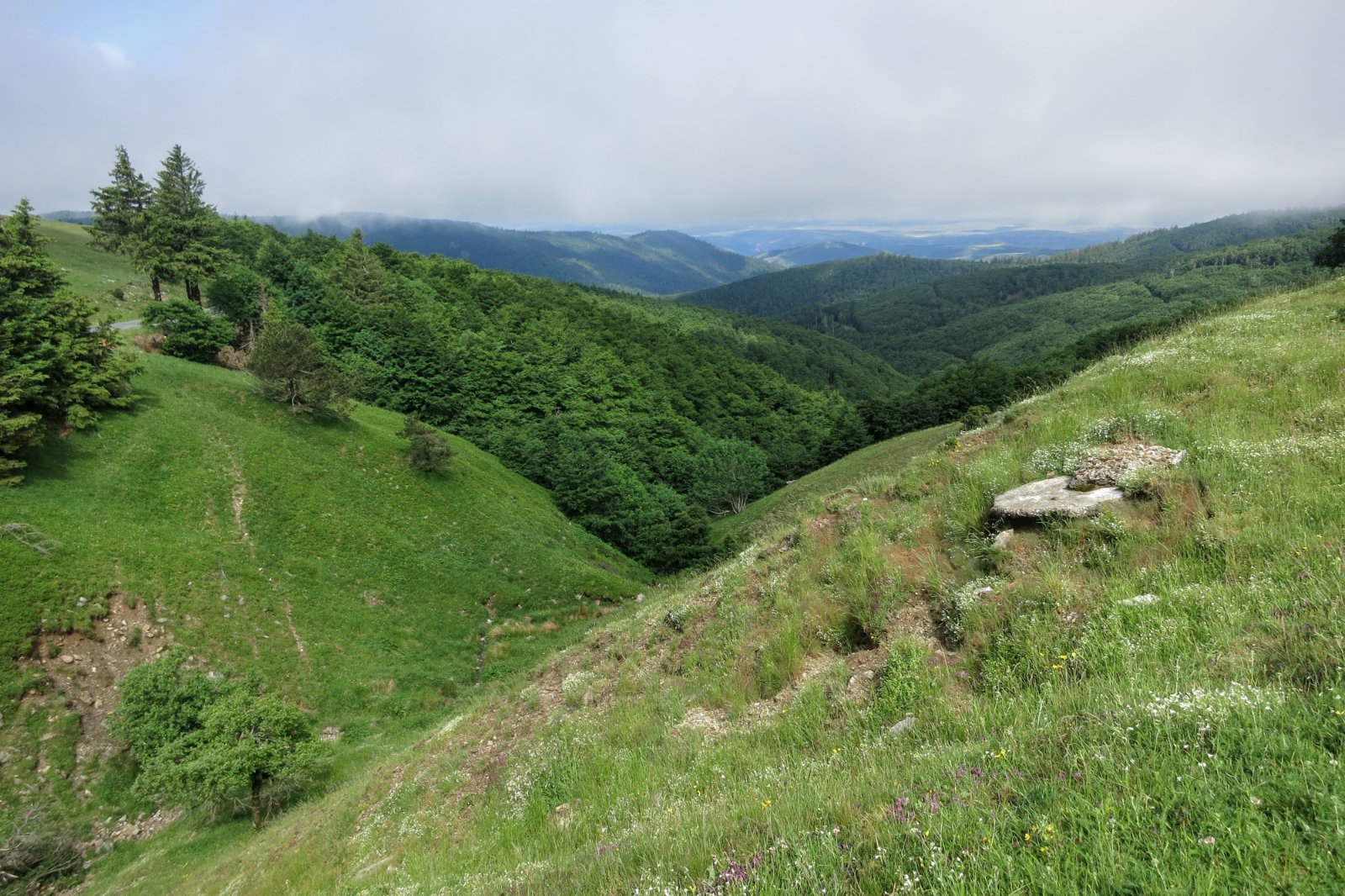 Juste avant d'arriver à l'Aigoual, on dépasse l'étage des forêts.