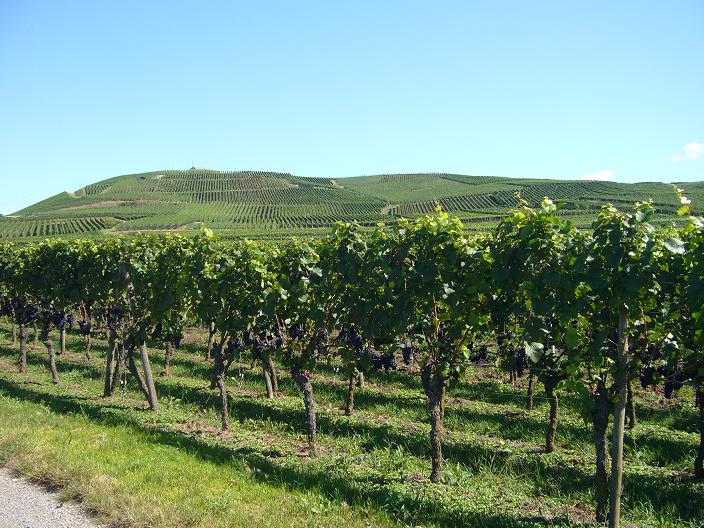 Les vignes, les vignes et encore des vignes.<br />De belle petites montées des bosses à fort % pas très longue mais qui font mal.