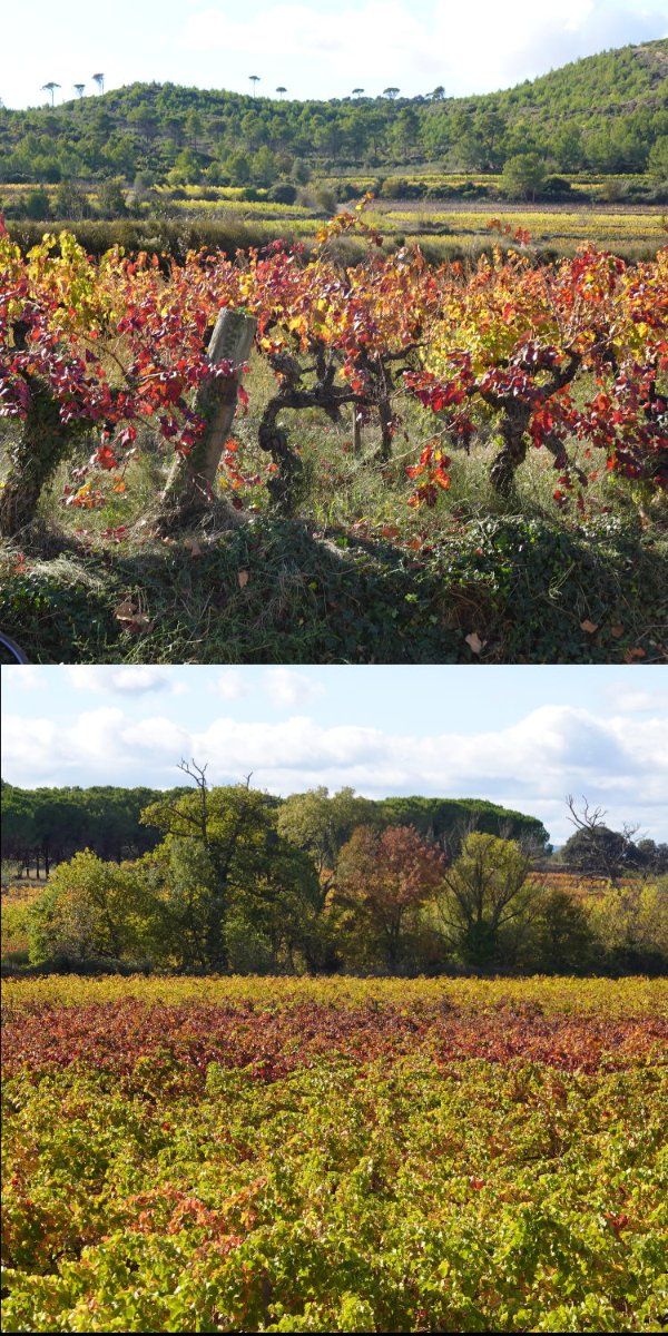 Automne2.jpg