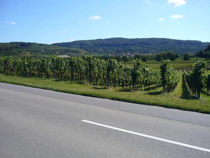 Encore des vignes.