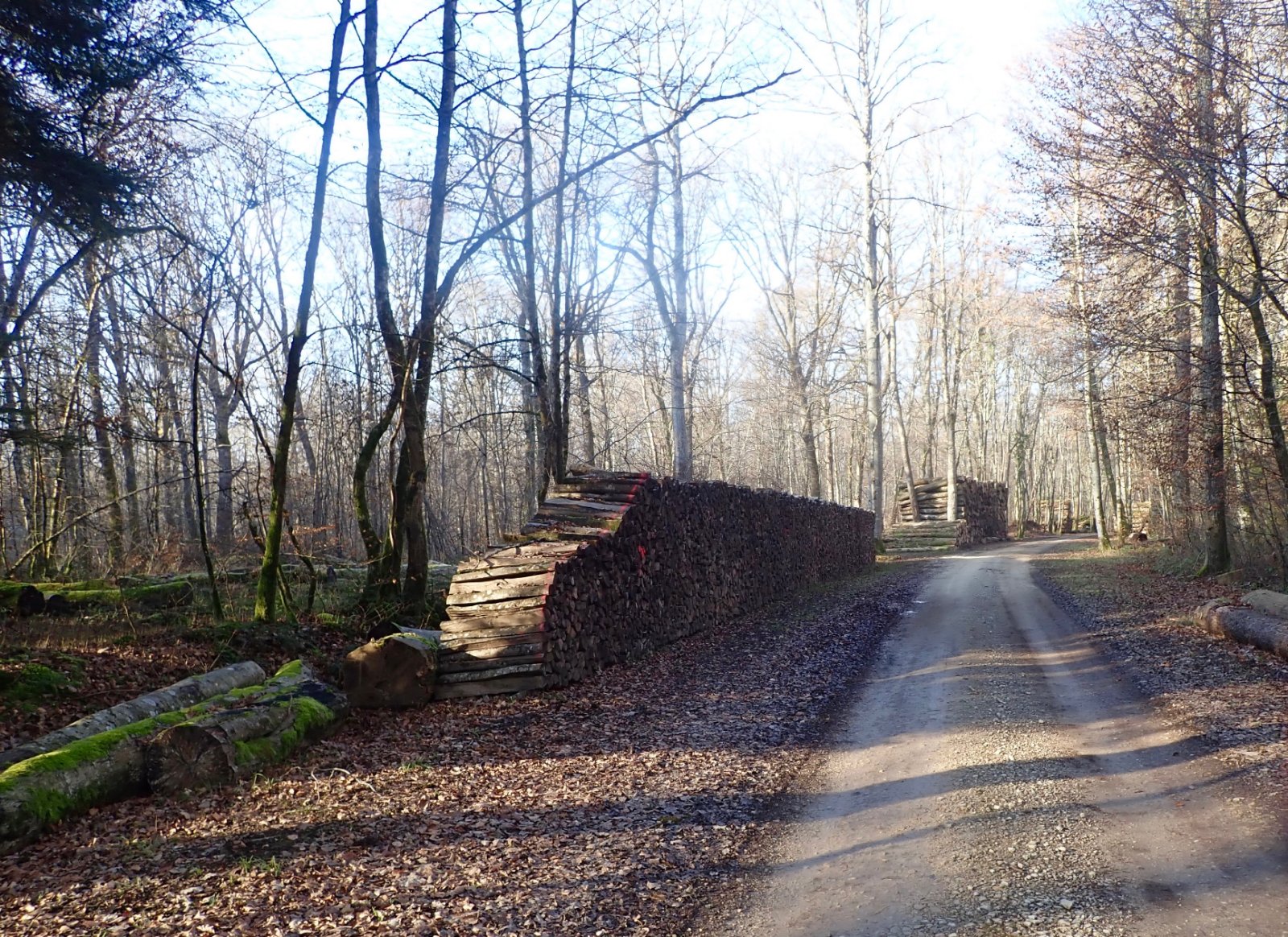 le bois des Grandes Planches.jpg